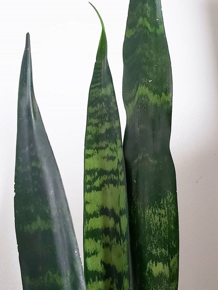 Sansevieria Trifasciata Black Coral Care Images And Videos