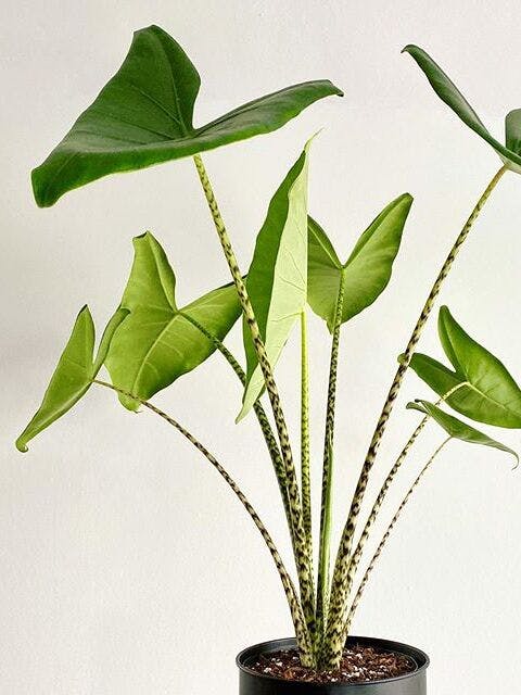 /images/plants/alocasia-zebrina-12.jpg