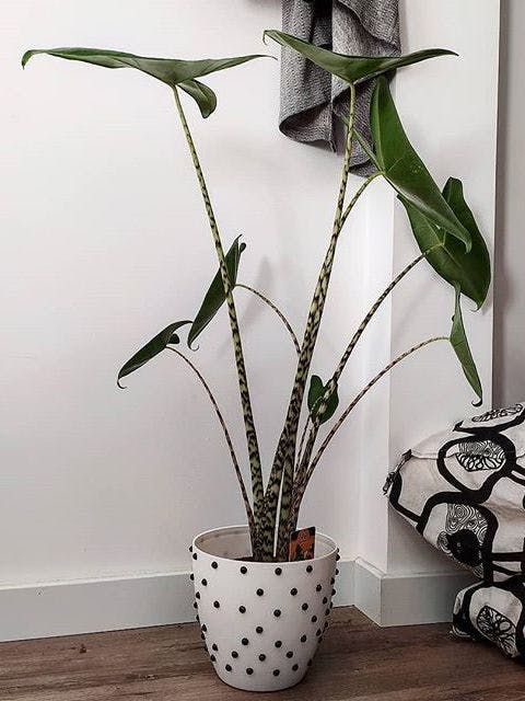 /images/plants/alocasia-zebrina-5.jpg