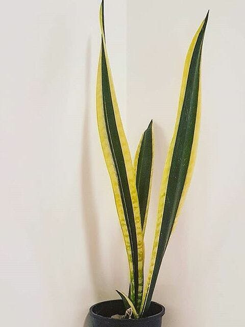 /images/plants/sansevieria-trifasciata-black-gold-3.jpg