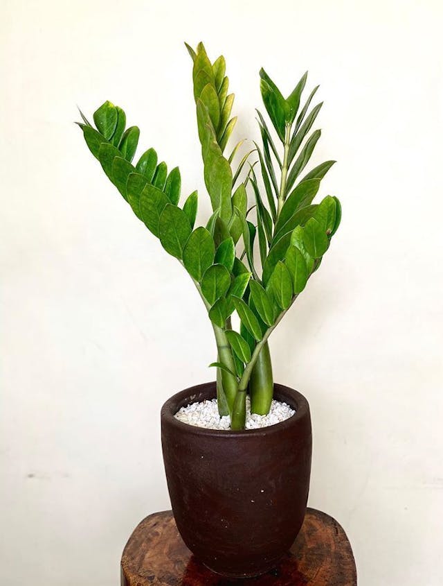 /images/plants/zamioculca-zamiifolia-8.jpg