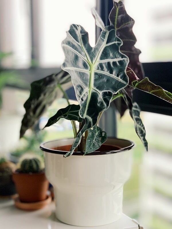 Alocasia Amazonica care, images and videos - ChooseYourPlant