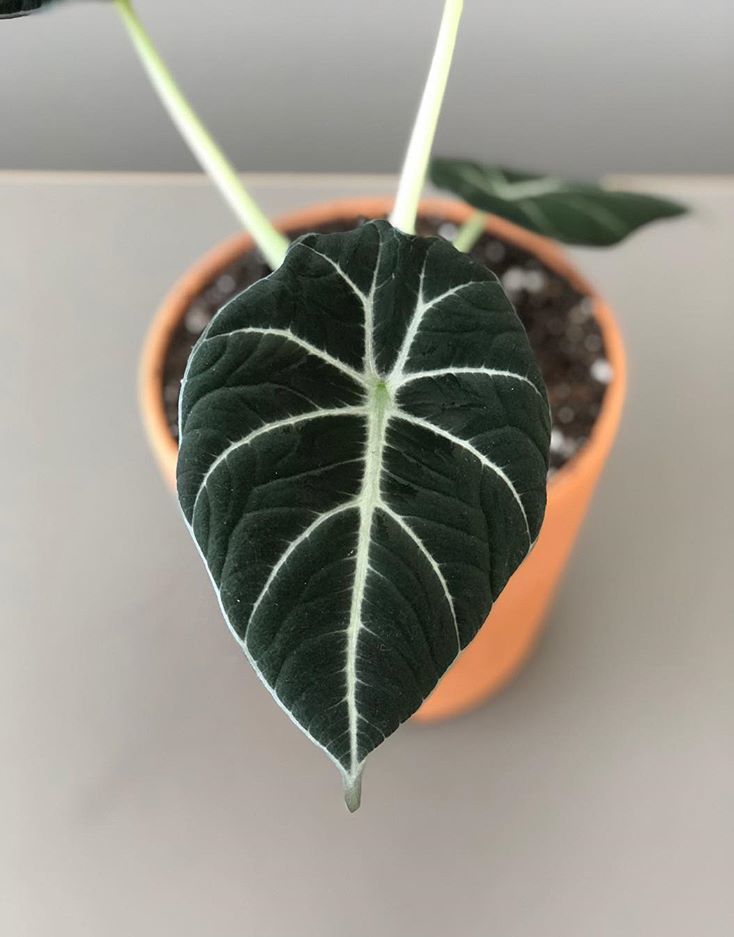 Alocasia Reginula Care Images And Videos Chooseyourplant