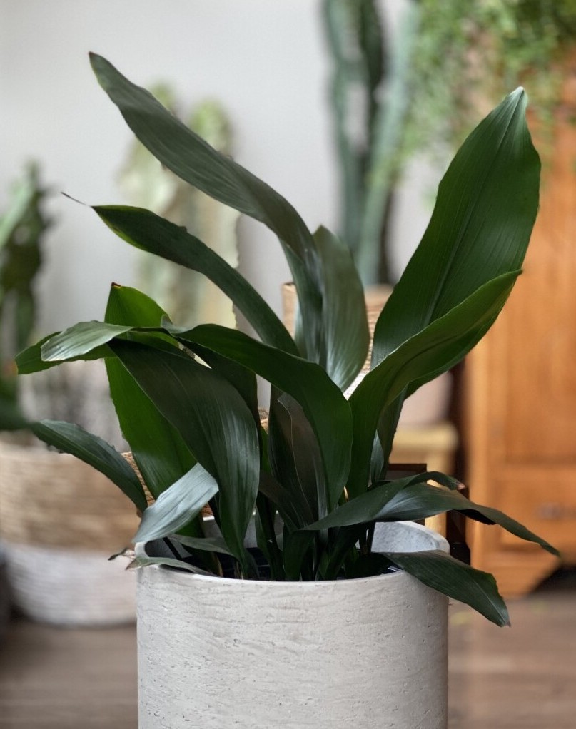 Aspidistra Elatior Care Images And Videos ChooseYourPlant   Aspidistra Elatior 2 