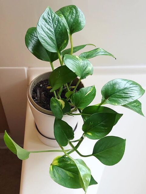 Epipremnum Aureum care, images and videos - ChooseYourPlant