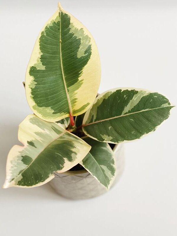 Ficus Elastica Tineke care, images and videos - ChooseYourPlant