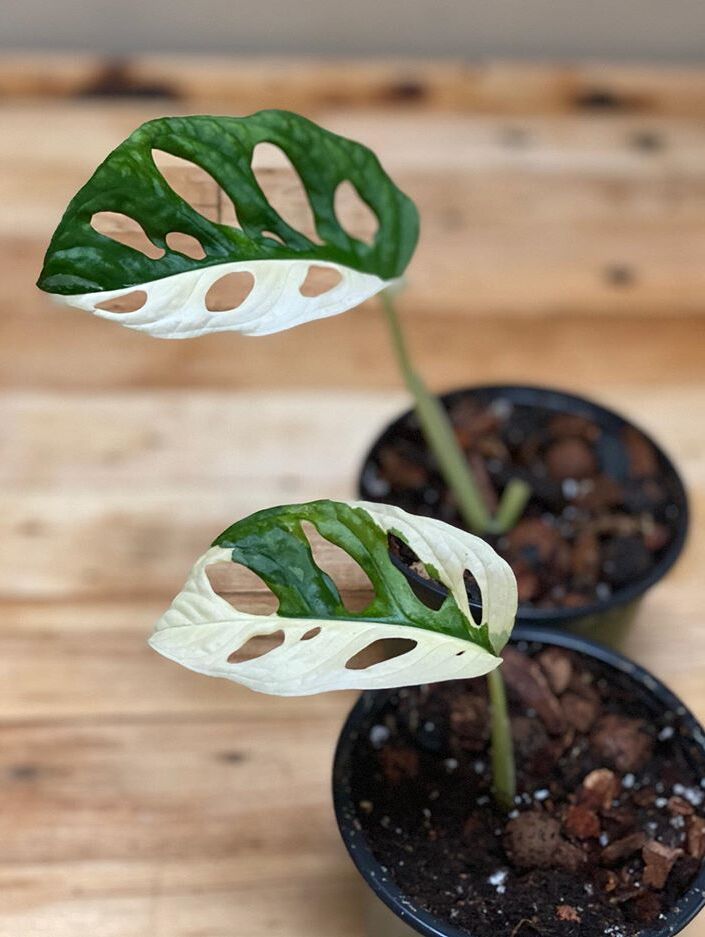 Monstera Adansonii Variegata care, images and videos - ChooseYourPlant