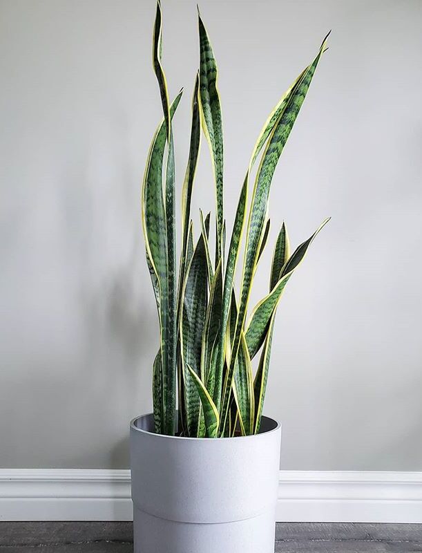 Discover beautiful houseplants to love and learn its care