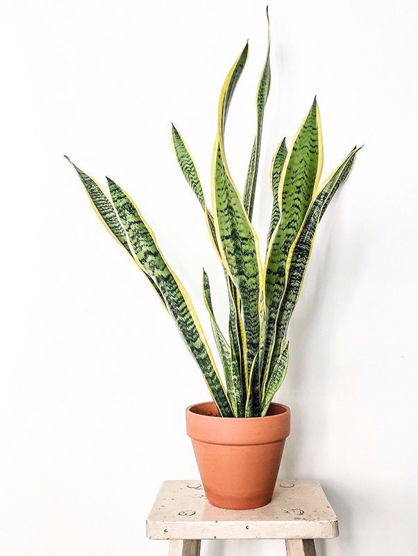 Sansevieria Trifasciata Laurentii care, images and videos - ChooseYourPlant