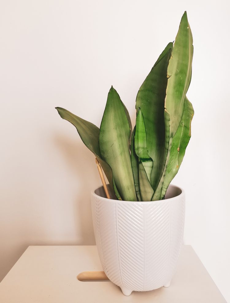 Sansevieria Trifasciata Moonshine Care Images And Videos Chooseyourplant 