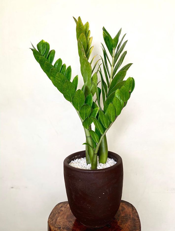 Zamioculca Zamiifolia care, images and videos - ChooseYourPlant